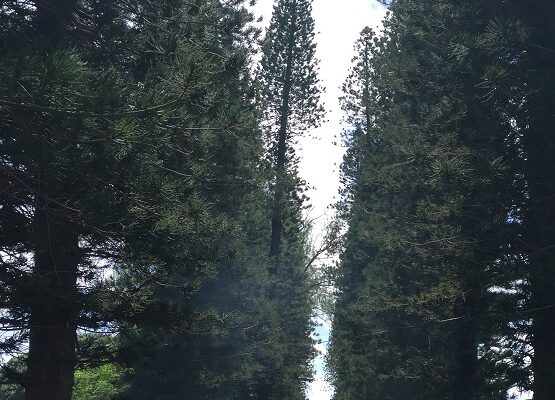 Road to Hana pine tree tunel 555x729
